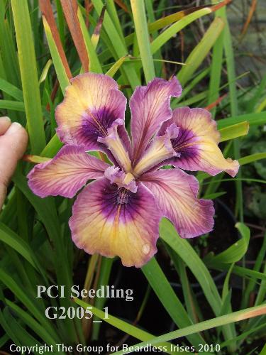 PCI seedling G2005_1